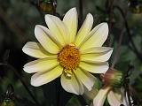 Dahlia S Yellow 